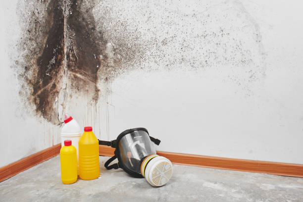 Best Post-Flood Mold Remediation in Purdy, MO